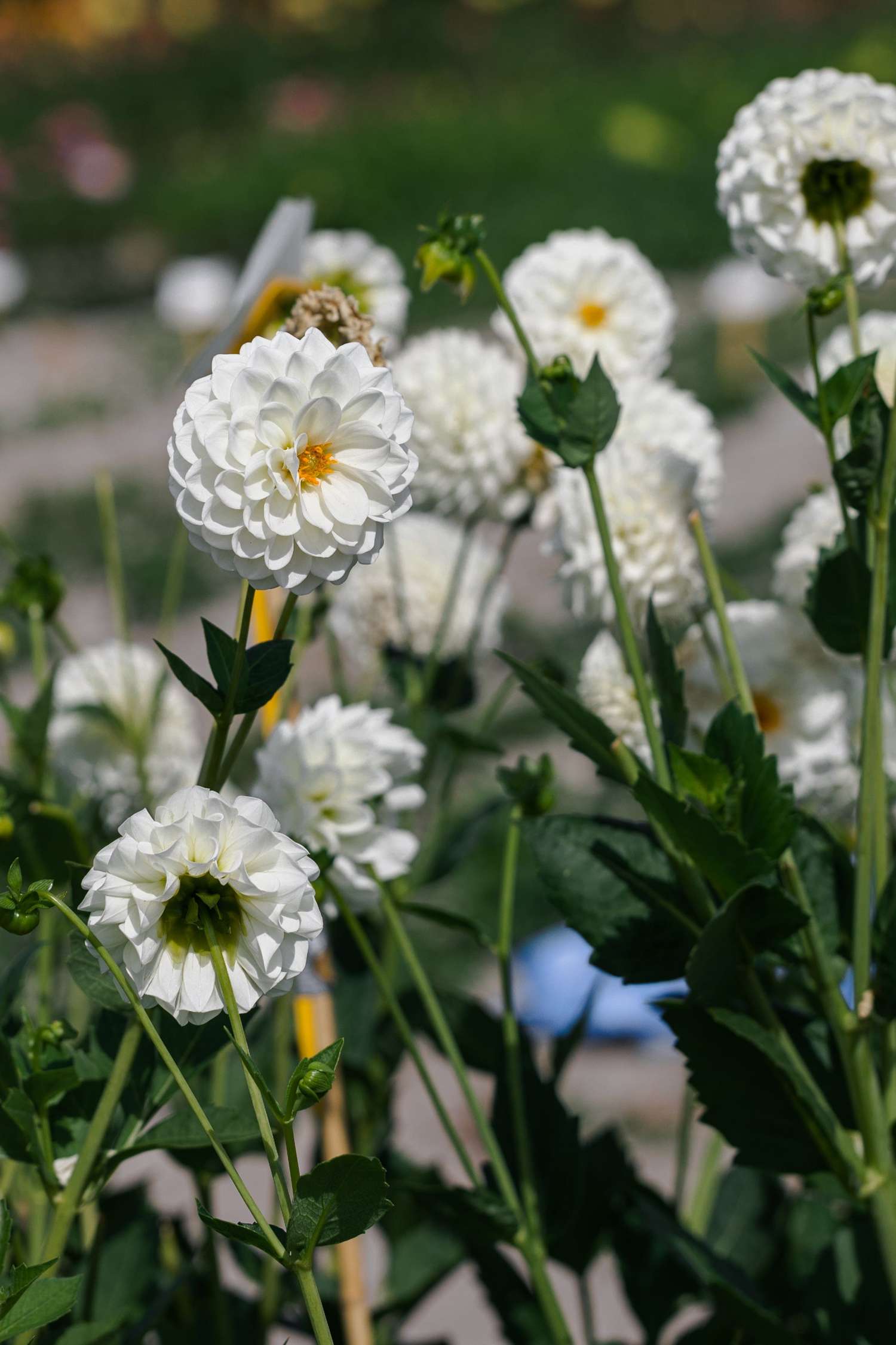 Dahlie 'Boom Boom White'